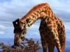 Giraffe Snacking